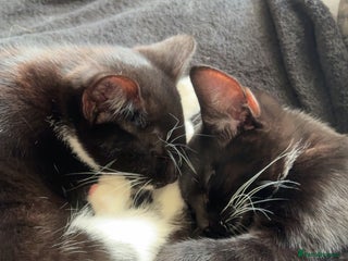 Mixed Breed cats - Advert 6