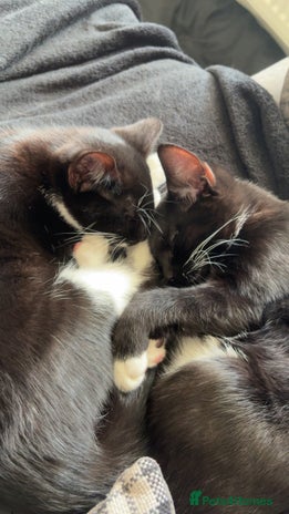 Mixed Breed cats - Advert 4