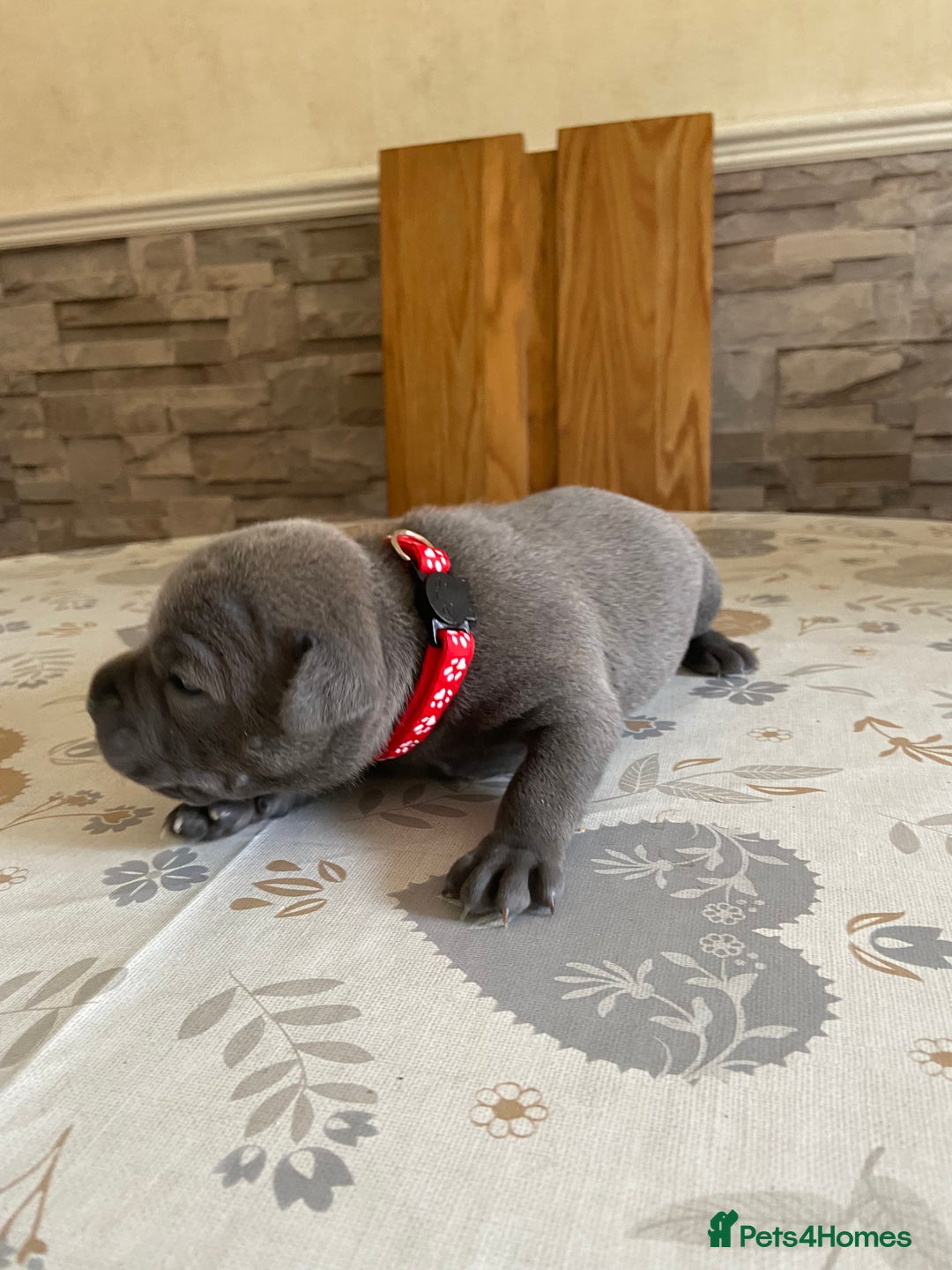Staffordshire Bull Terrier dogs for sale: solid blues - Image 14