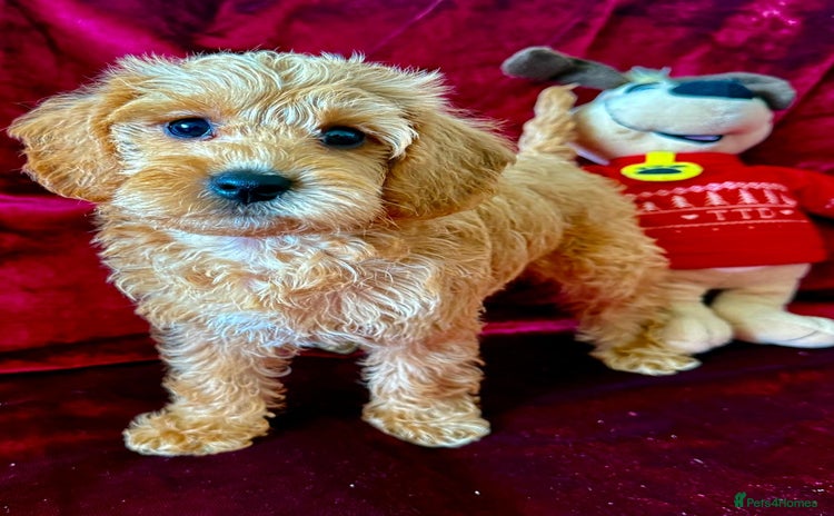 Maltipoo dogs - Advert 3