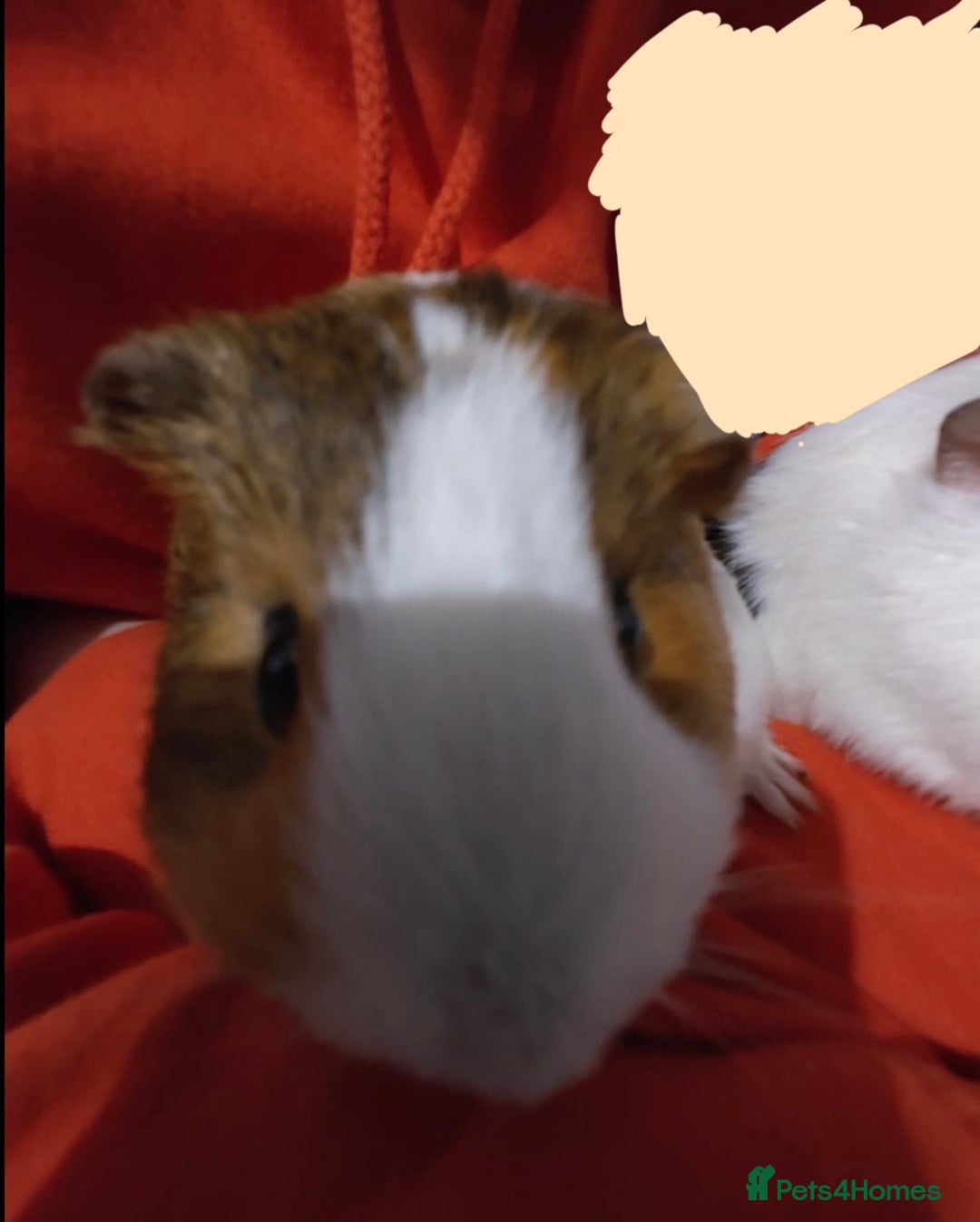 Guinea Pig rodents for sale: two female Guinea pigs need rehoming ASAP - Image 4