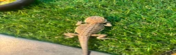 Bearded Dragon reptiles for sale: Bearded dragon babies - Advert 8