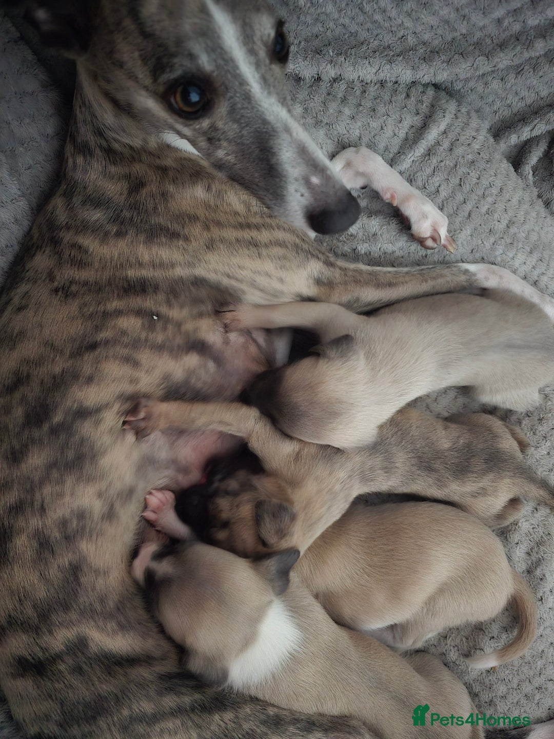 Whippet dogs for sale: Full kc registered whippets  - Image 17