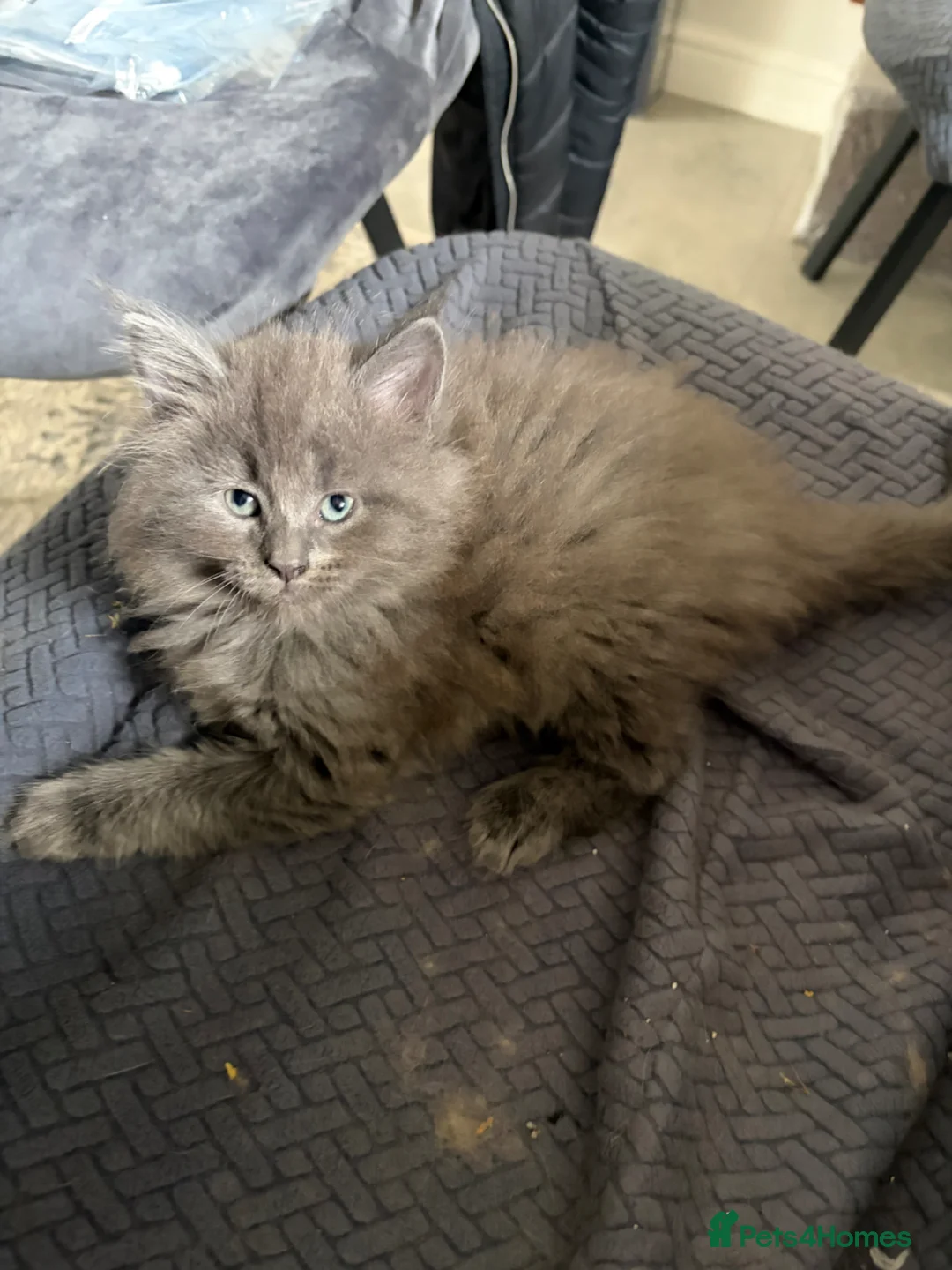 Maine Coon cats for sale: Maine Coon  - Advert 9