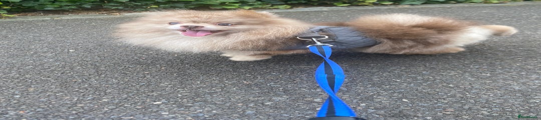 Pomeranian Puppy 1