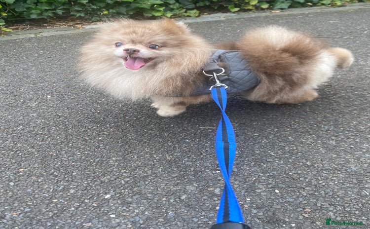 Pomeranian dogs - Advert 1