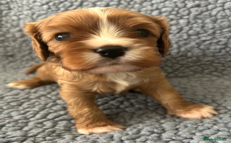 Cavalier King Charles Spaniel dogs Health Tested, beautiful KC Cavalier Puppies.  - Advert 12