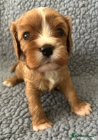 Cavalier King Charles Spaniel dogs Health Tested, beautiful KC Cavalier Puppies. - Advert 8