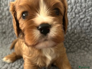 Cavalier King Charles Spaniel dogs Health Tested, beautiful KC Cavalier Puppies. - Advert 5