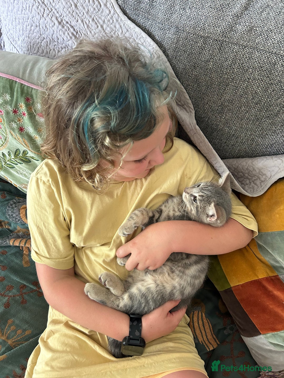Domestic Shorthair cats for sale: Beautifully bonded brother & sister to go together - Image 10