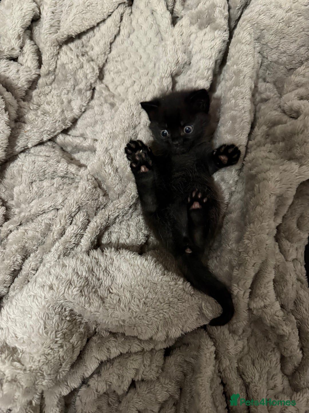 Mixed Breed cats for sale: Kittens for sale in Hyde - Image 6
