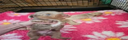 Miniature Dachshund dogs for sale: Miniature Dachshund  - Advert 20