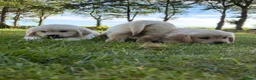Golden Retriever dogs for sale: READY NOW!! FULLY VACC / KC REG GOLDEN RETRIEVERS - Advert 4