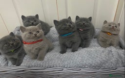 British Shorthair cats for stud: 👑🏆 BLUE CHAMPION BRED STUD DERBY TICA  GCCF 🏆👑 in Derby - Image 6