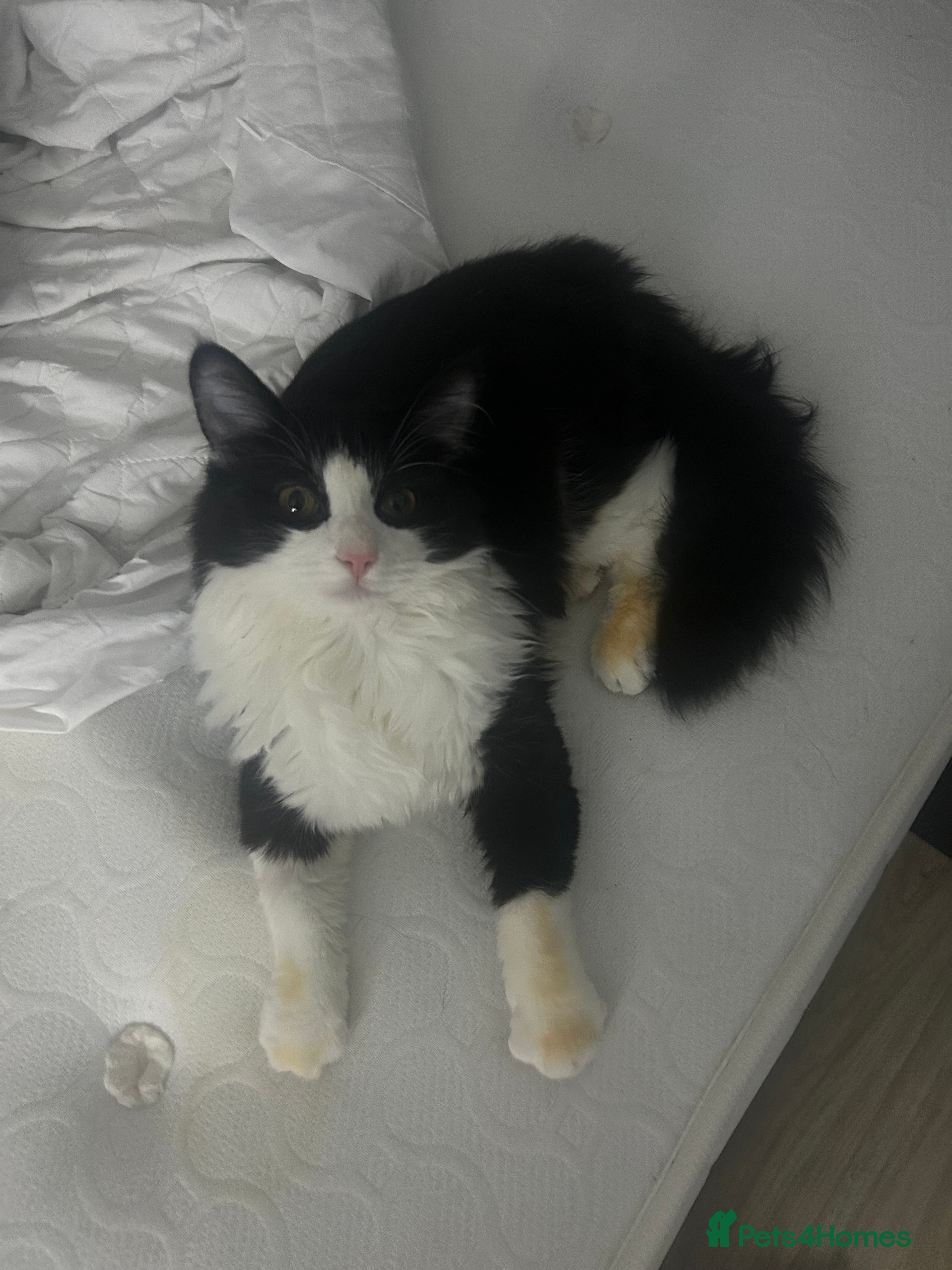 Maine Coon cats Half maine coone half British longhair - Advert 1