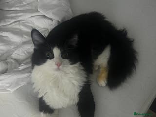 Maine Coon cats Half maine coone half British longhair - Advert 1