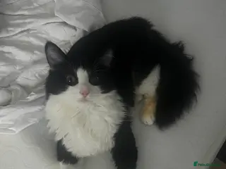 Maine Coon cats Half maine coone half British longhair - Advert 17