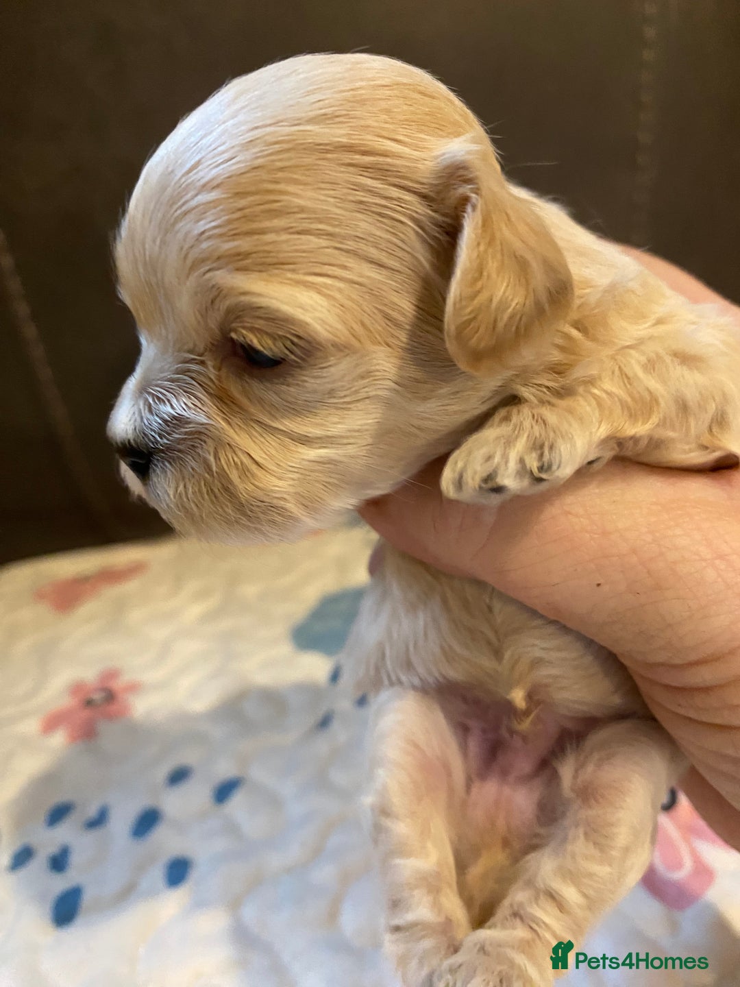 Maltipoo dogs for sale: Adorable Maltipoos Puppies  - Advert 24