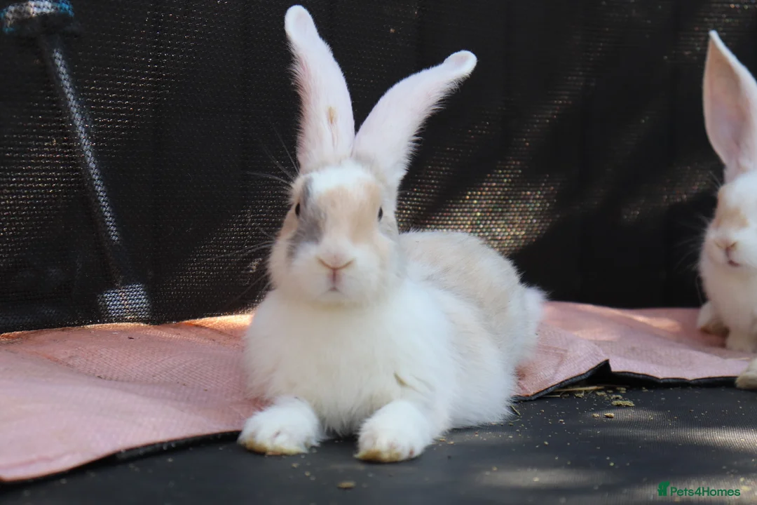 Continental Giant rabbits for sale: Continental Giants  - Advert 2