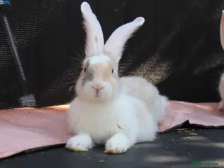 Continental Giant rabbits Continental Giants - Advert 2