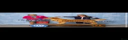 Golden Retriever dogs for sale: Outstanding American Golden Retrievers - Advert 16