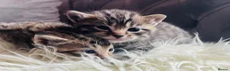 Ragdoll cats for sale: BEAUTIFUL MIX RAGDOLL KITTENS in Reading - Advert 11