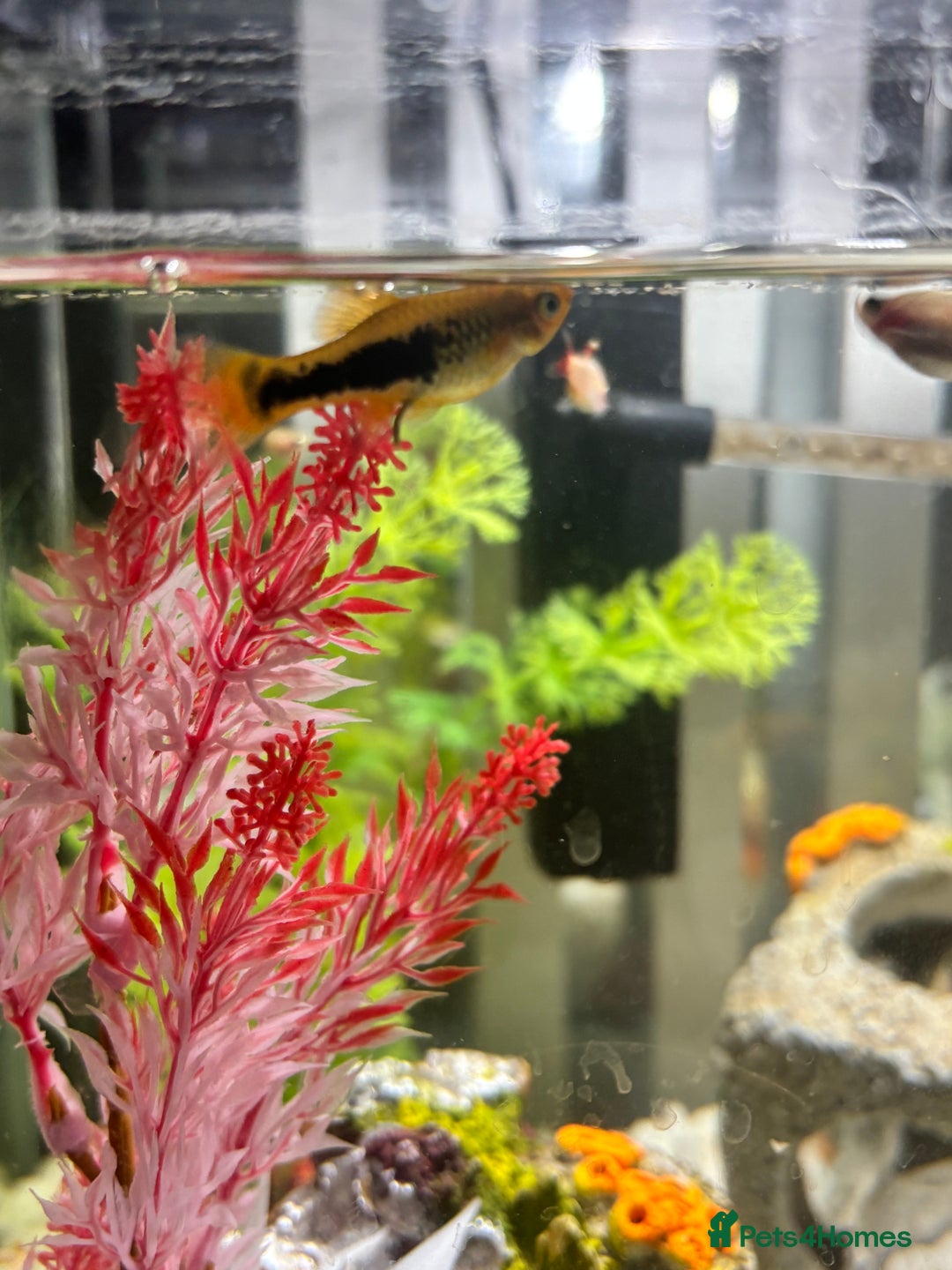 Platies fish for sale: Platys, shrimp, golden cloud minnows - Image 2