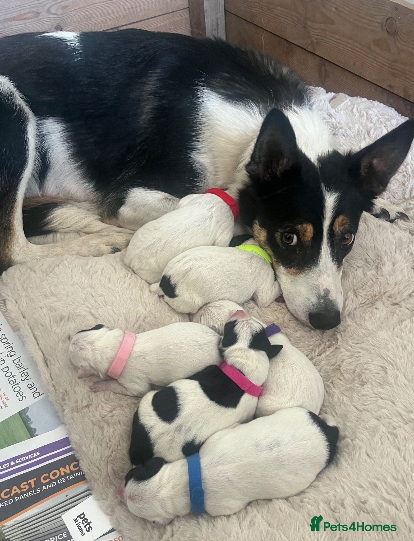 Mixed Breed dogs Bodacion Puppies - Advert 2
