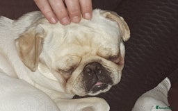 Pug dogs for stud: Casper - Image 2