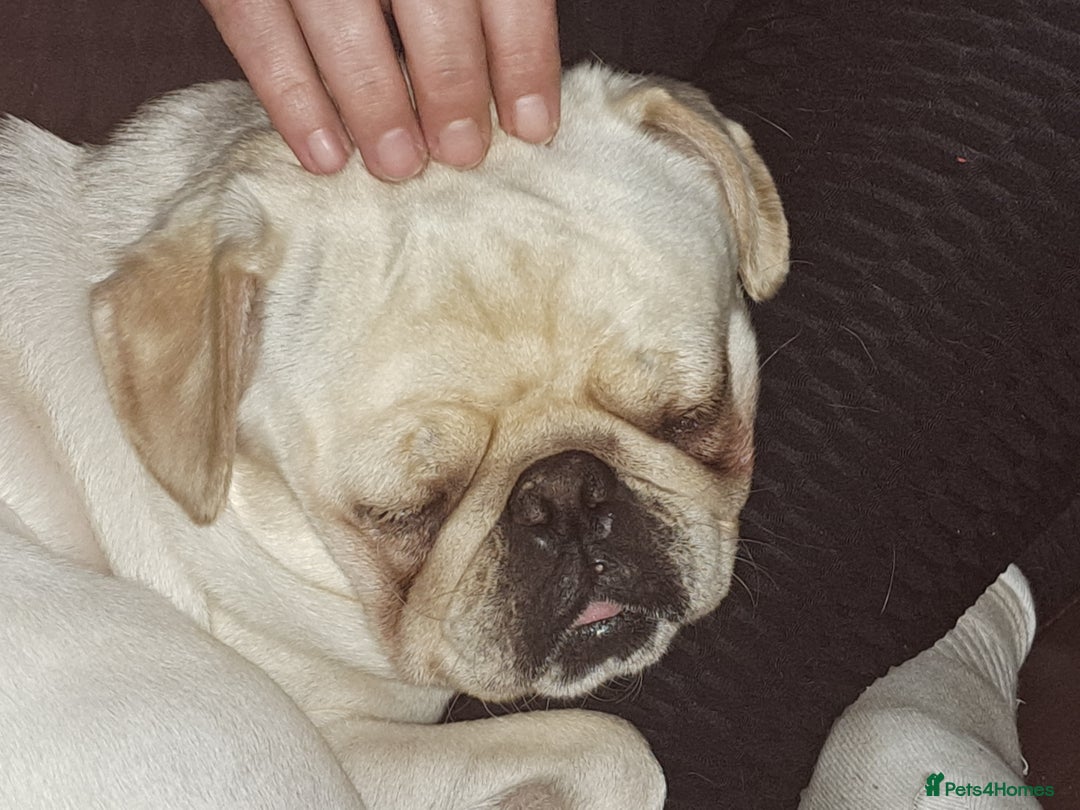 Pug dogs for stud: Casper - Image 2
