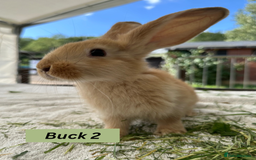 Continental Giant rabbits for sale: Handsome Giant Continental Bucks🐰💙 - Image 2