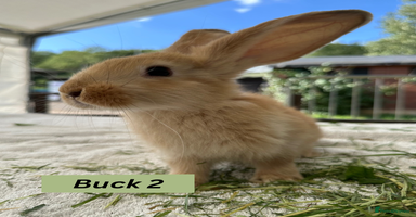 Continental Giant rabbits - Advert 1