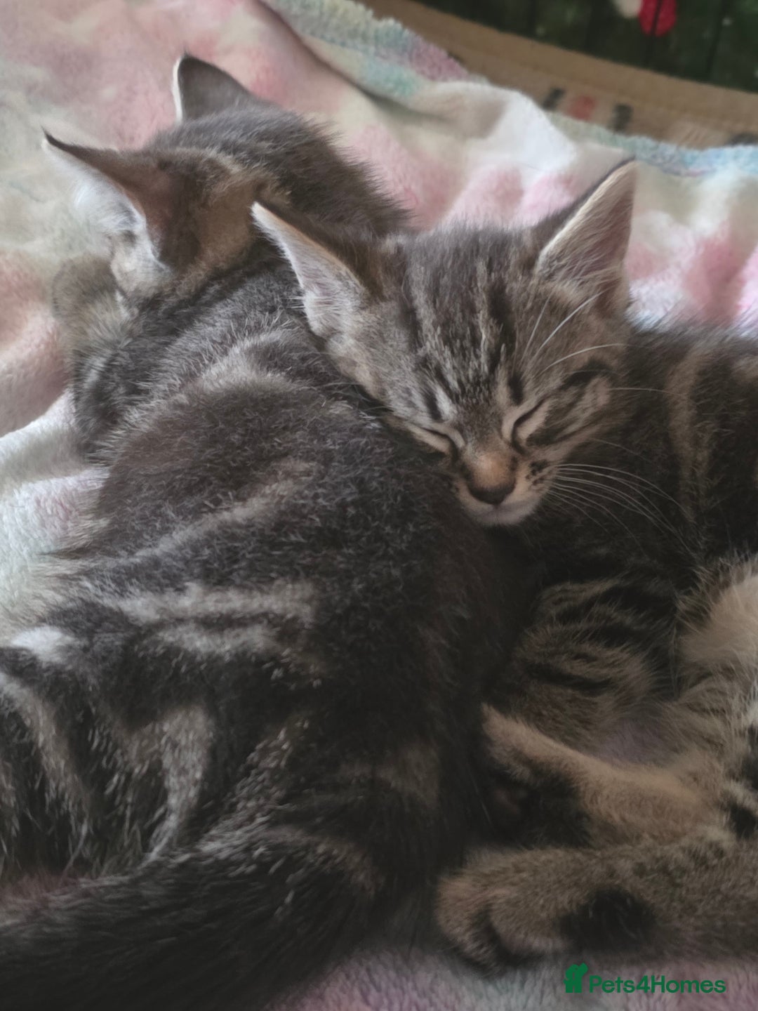 British Shorthair cats for sale: 2 Male Kittens - Advert 4