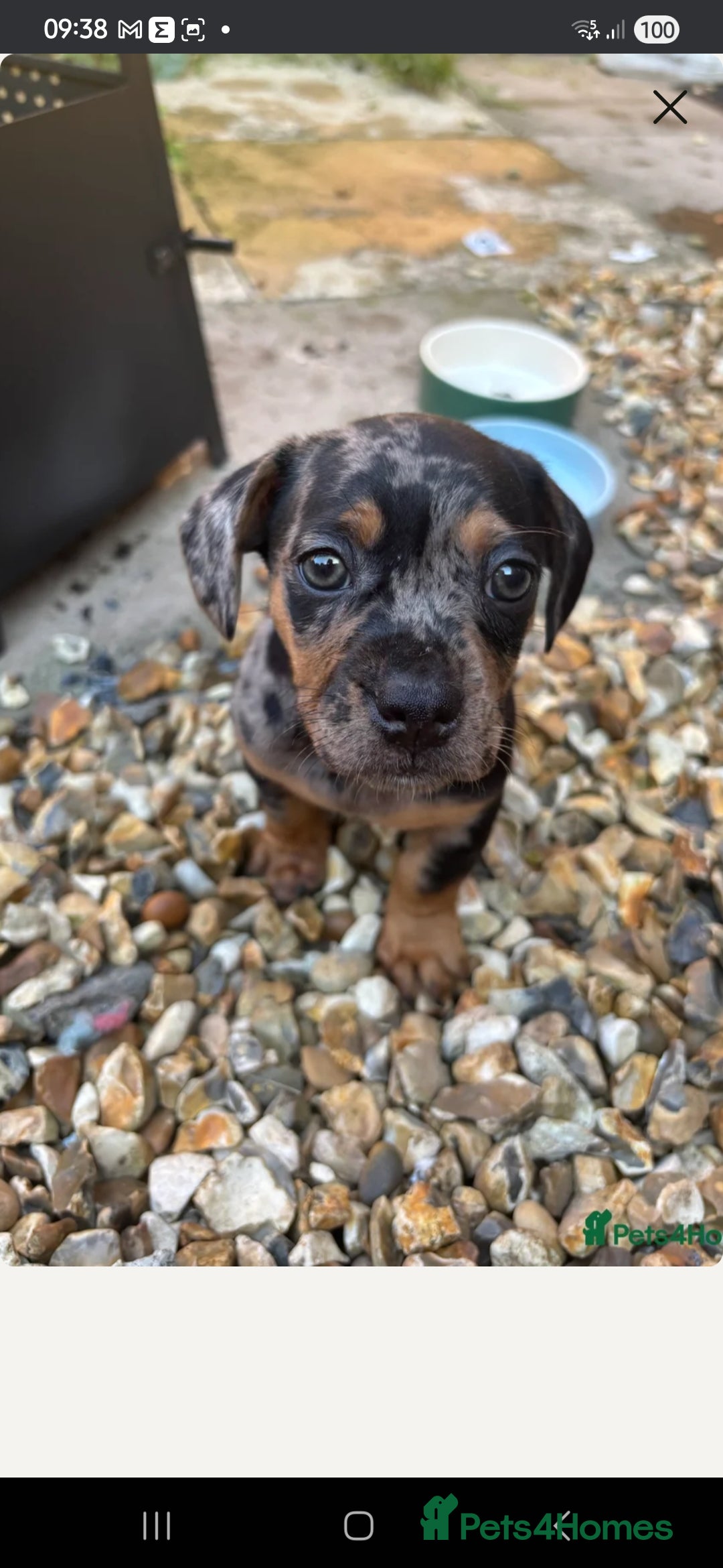 Mixed Breed dogs for sale: French bulldog X dachshund puppy - Advert 1