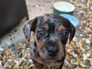 Mixed Breed dogs French bulldog X dachshund puppy - Advert 1