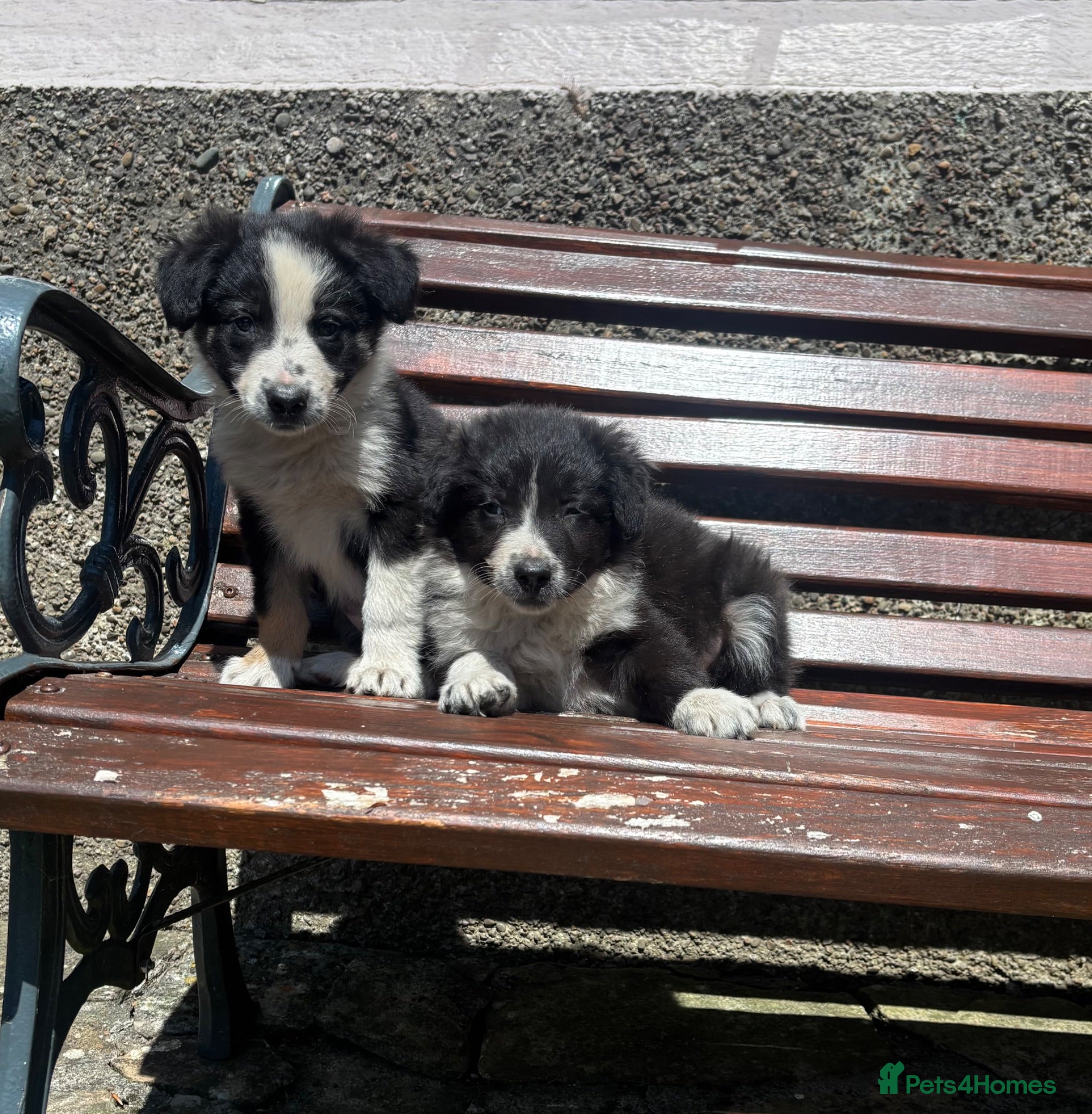 Border Collie dogs 6 Male Border Collie Puppies For Sale - Advert 2