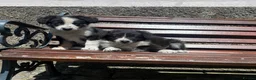 Border Collie dogs for sale: 6 Male Border Collie Puppies For Sale in Lancaster - Advert 2