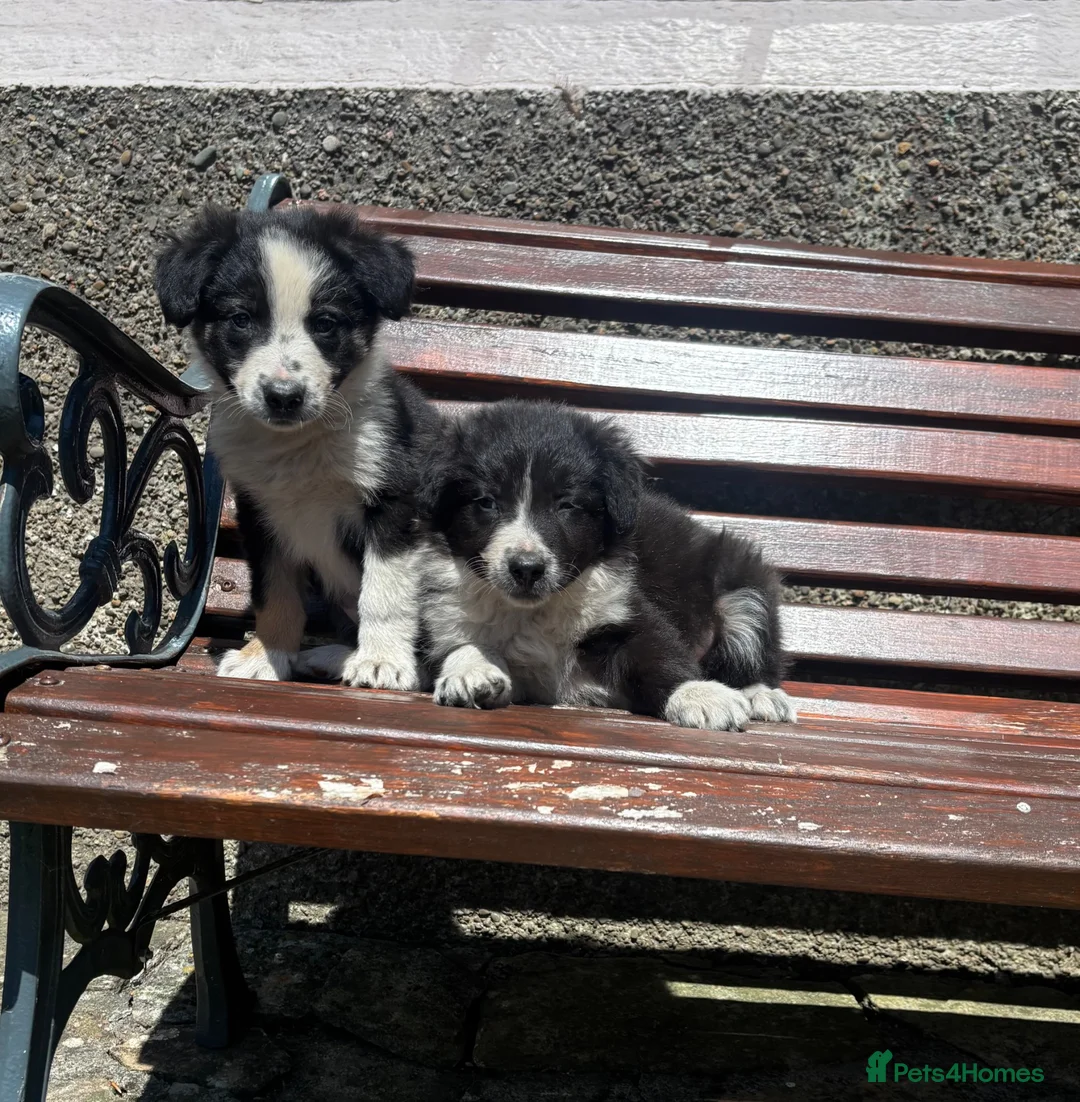 Border Collie dogs for sale: 6 Male Border Collie Puppies For Sale in Lancaster - Advert 2