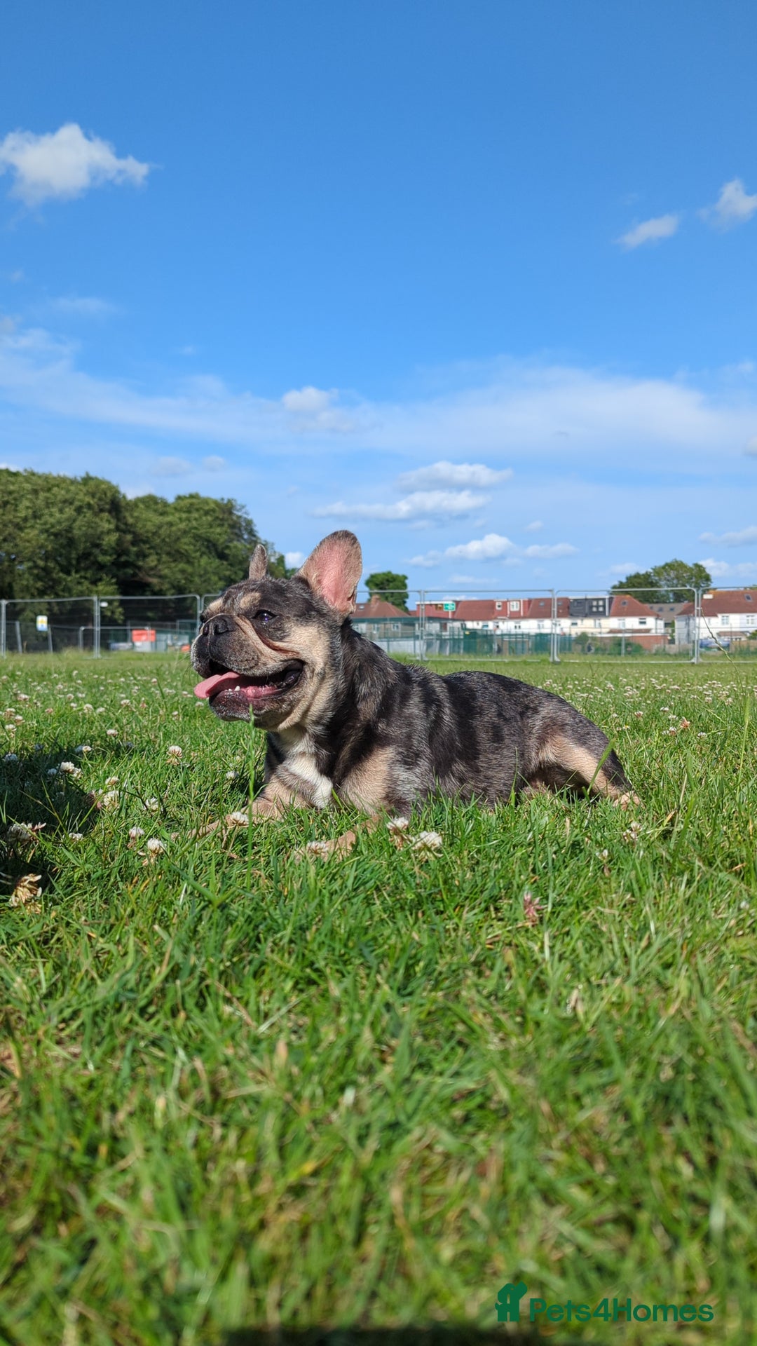 French Bulldog dogs for stud: Biscuit the KC REGISTERED French Bulldog Stud 💙🐶 - Advert 7