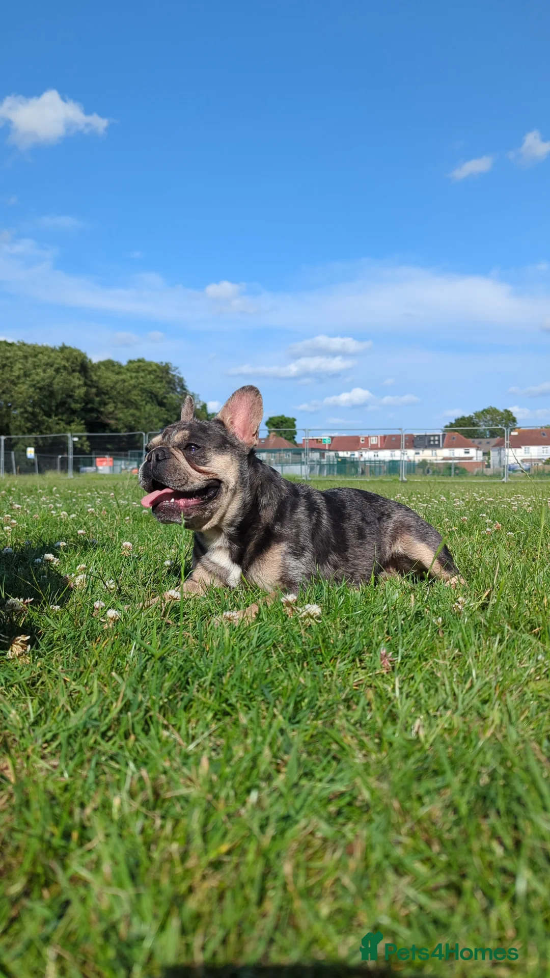French Bulldog dogs for stud: Biscuit the KC REGISTERED French Bulldog Stud 💙🐶 - Advert 7