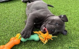 Staffordshire Bull Terrier dogs for sale: 🔥🇬🇧Staffy puppies  - Image 15