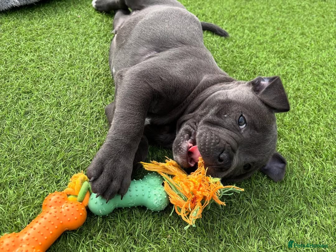 Staffordshire Bull Terrier dogs for sale: 🔥🇬🇧Staffy puppies  - Image 15
