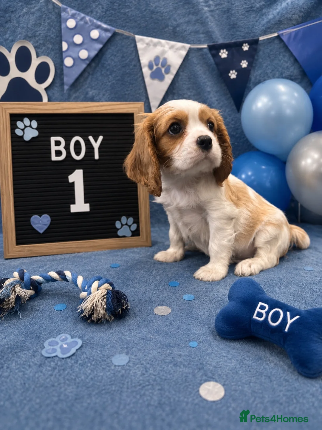 Cavalier King Charles Spaniel dogs for sale: ** DNA/PRA CLEAR CAVALIER KING CHARLES PUPPIES ** - Advert 2