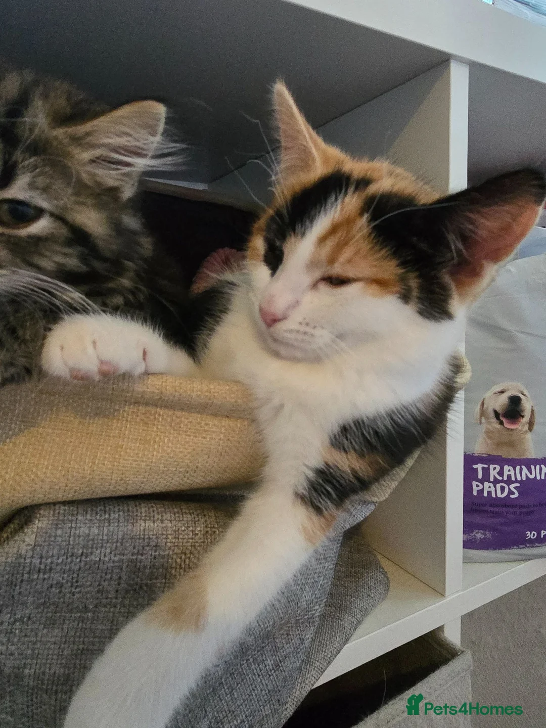 Mixed Breed cats for sale: 4 cats looking for new homes after bereavement - Advert 1