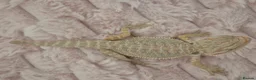 Bearded Dragon reptiles for sale: 100%Het Zero Bearded Dragon baby's  - Advert 5