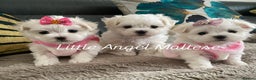 Maltese dogs for stud: 🌟Stunning KC Reg Korean Maltese boy for STUD in Waltham Cross - Advert 7