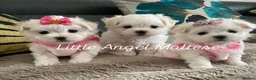 Maltese dogs for stud: 🌟Stunning KC Reg Korean Maltese boy for STUD in Waltham Cross - Advert 11