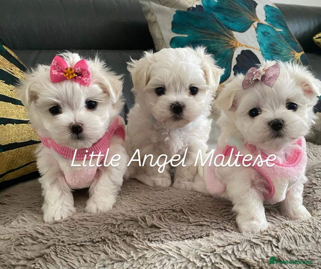 Maltese dogs for stud: 🌟Stunning KC Reg Korean Maltese boy for STUD in Waltham Cross - Advert 11