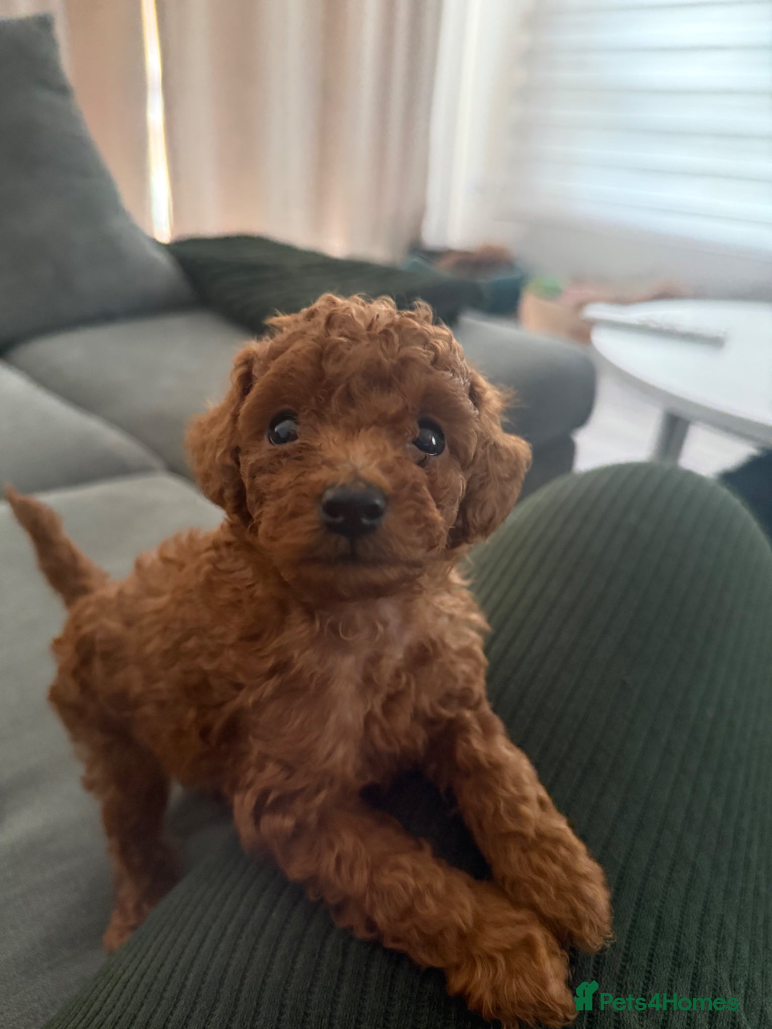 Toy Poodle dogs Beautiful Toy Poodle Puppies - Advert 2