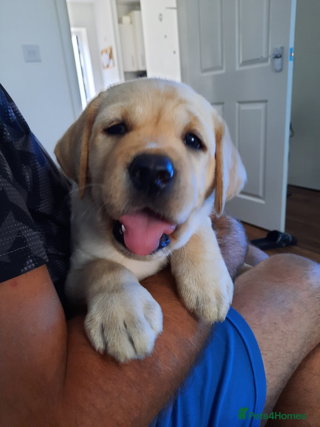 Labrador Retriever dogs for sale: six boys and six girls - Image 18